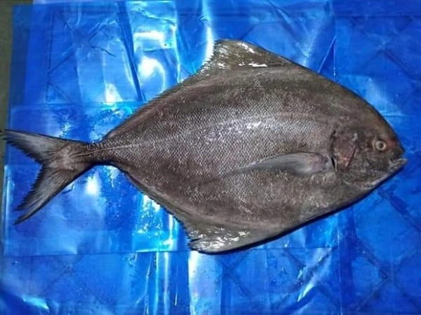 Black Pomfret