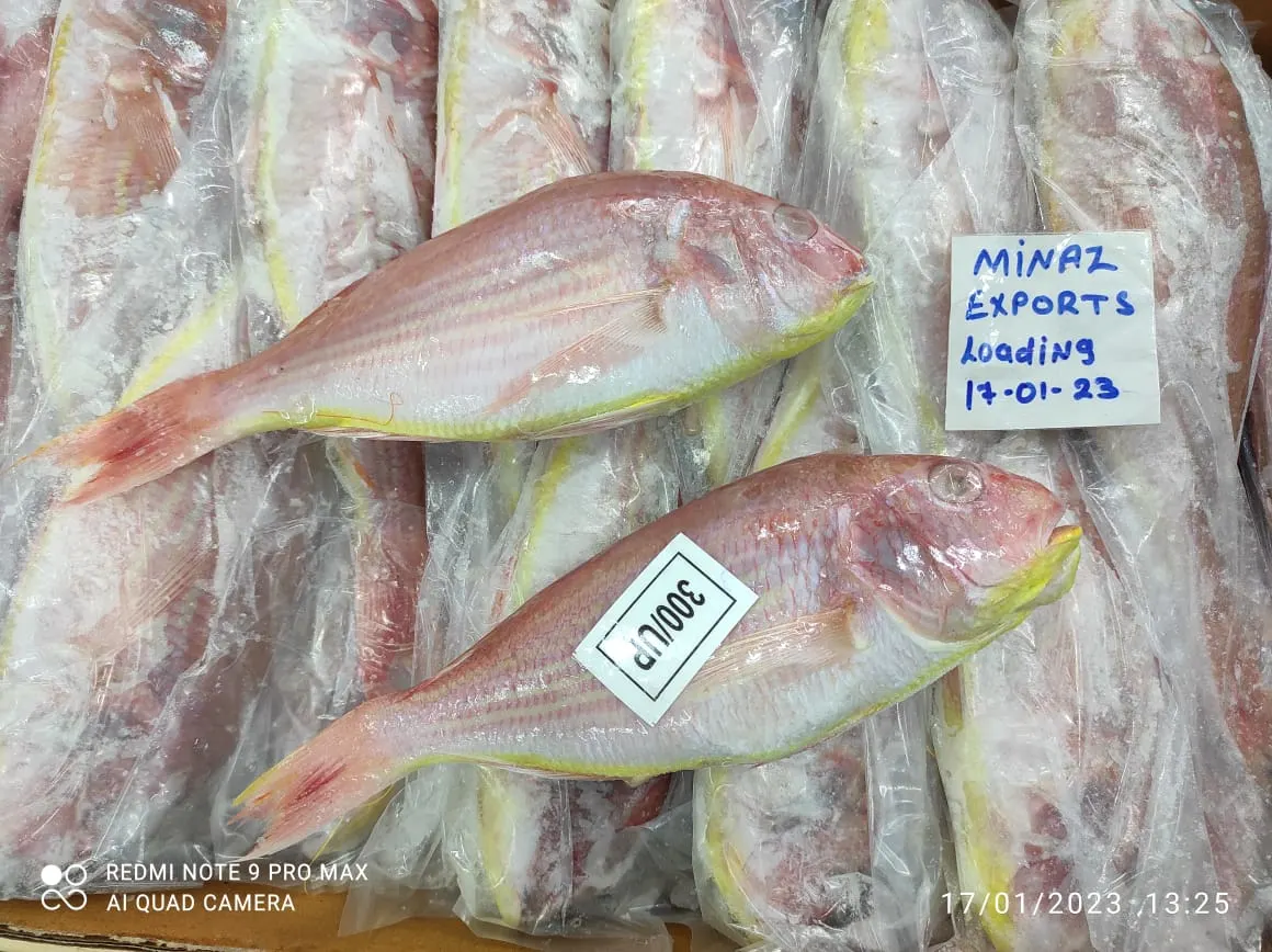 Japanese Threadfin bream