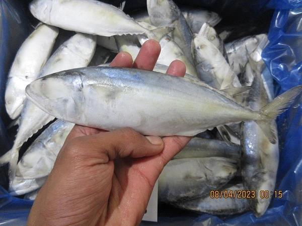 Indian Mackerel