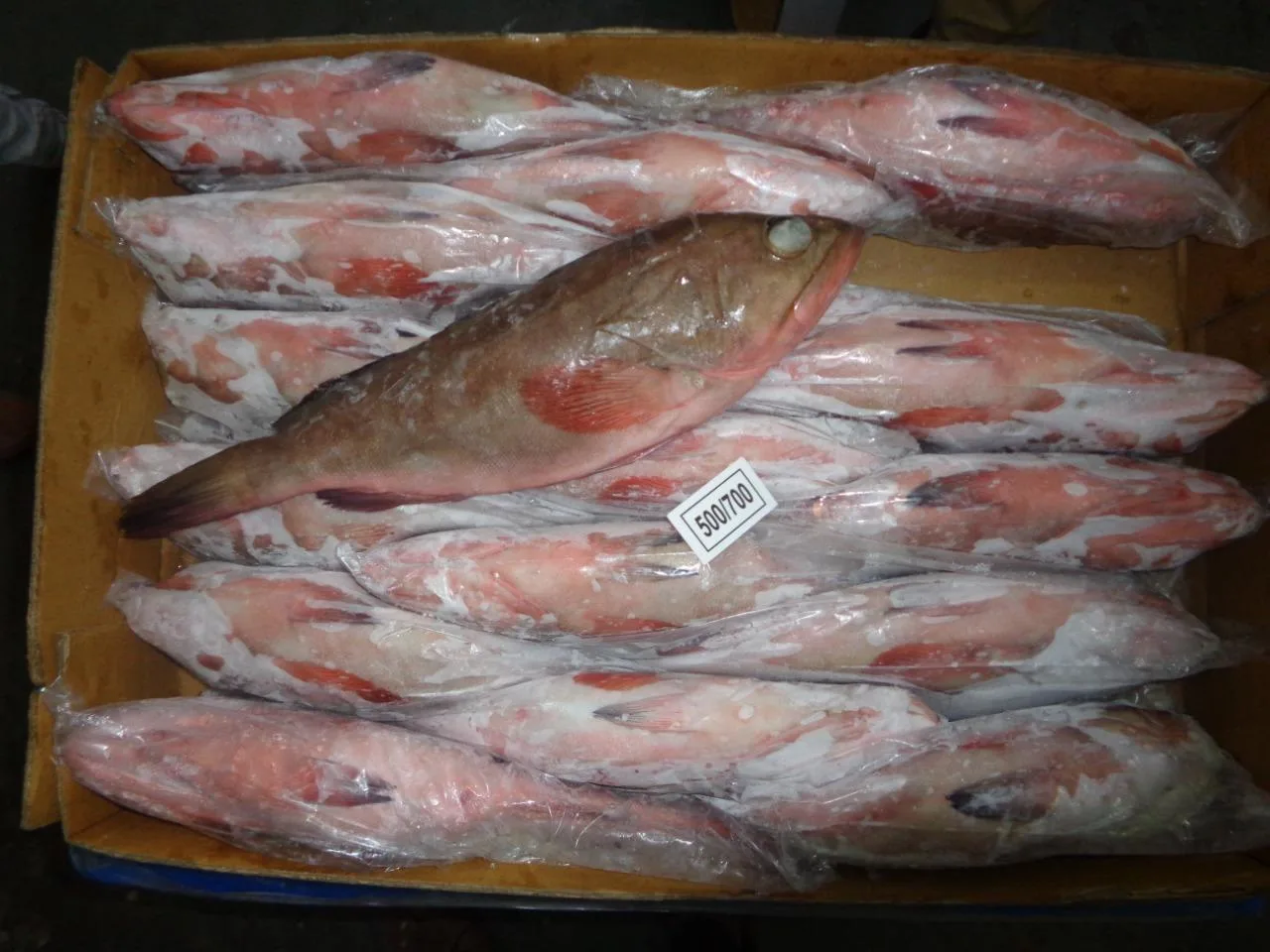 Reefcod