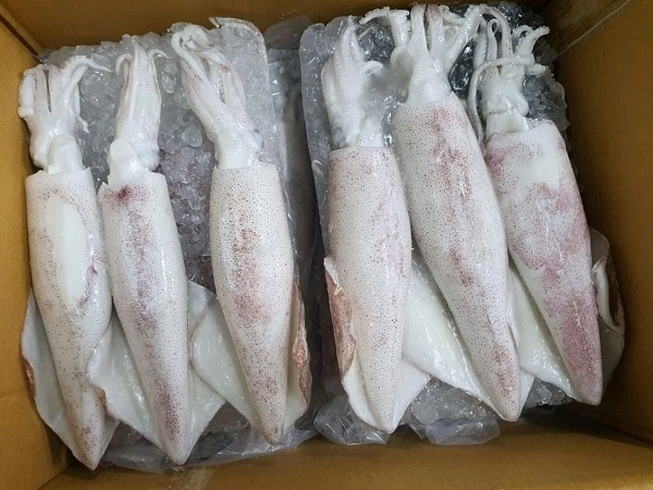 Squid Whole
